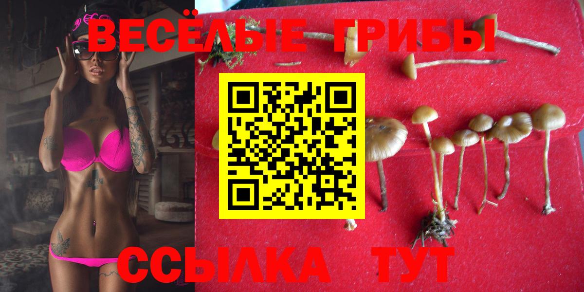 Великий Устюг  даркнет сайт  Вход с VPN  Галлюциногенные грибы Psilocybine cubensis 